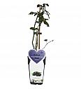 Rubus fruticosus Chester Thornless C2 Lit. 30-40 cm