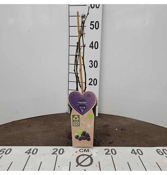 Rubus fruticosus Black Satin C2 Lit. 30-40 cm BIO