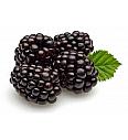 Rubus fruticosus Dirksen C2 Lit. 30-40 cm