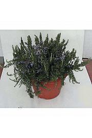 Rosmarinus prostratus Ø45