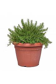 Rosmarinus prostratus Ø35