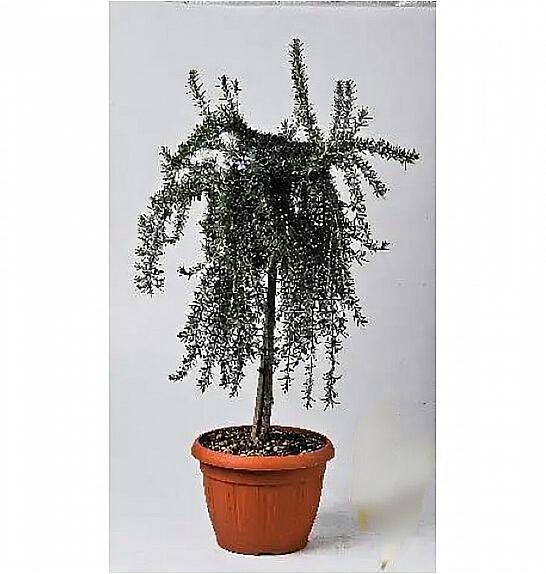 Rosmarinus prostratus Ø25 Na steblu 40 cm