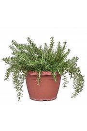 Rosmarinus prostratus Ø25