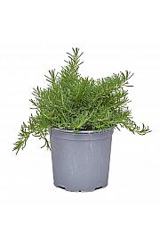 Rosmarinus prostratus Ø19
