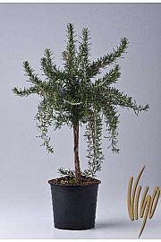 Rosmarinus prostratus Ø14 Na Steblu 20 cm