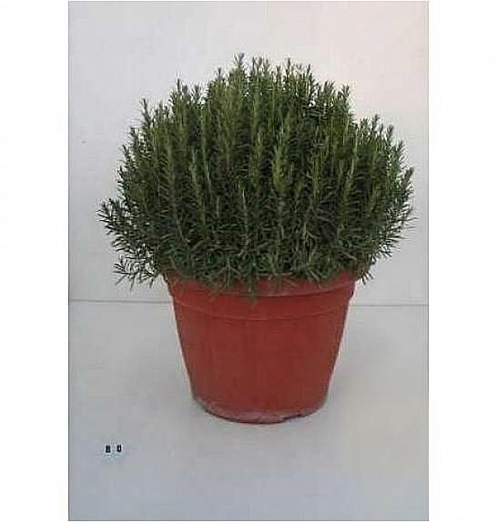 Rosmarinus officinalis Ø45