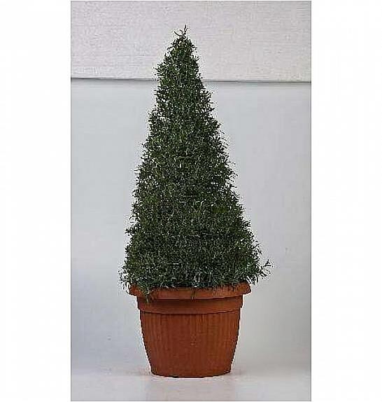 Rosmarinus officinalis Ø35 piramida