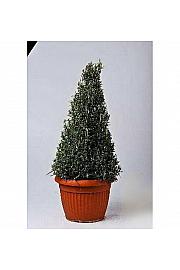 Rosmarinus officinalis Ø25 piramida