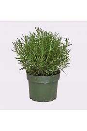 Rosmarinus officinalis Ø19