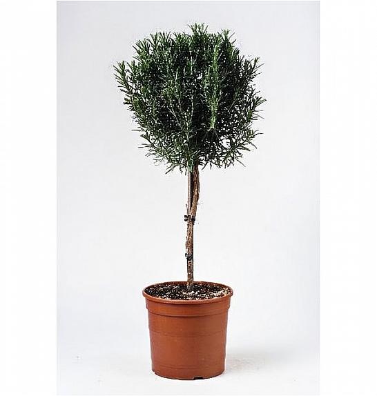 Rosmarinus officinalis Ø18 Na Steblu 30 cm