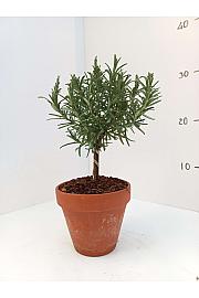 Rosmarinus officinalis Ø11 terracotta lonec Na Steblu 10 cm