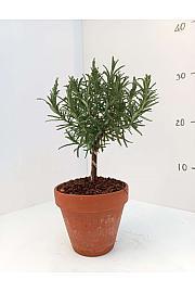 Rosmarinus officinalis Ø11 terracotta lonec Na Steblu 10 cm