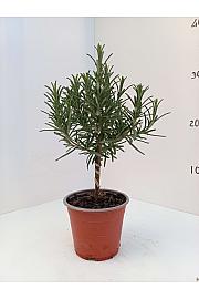 Rosmarinus officinalis Ø10 Na Steblu 10 cm