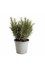 Rosmarinus officinalis Ø 14