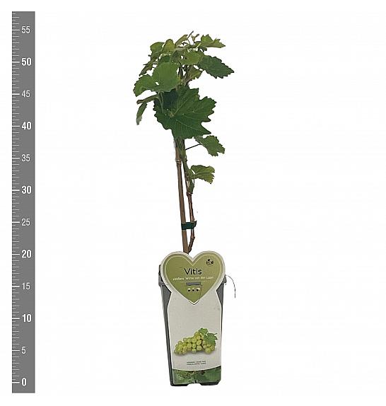 Vitis vinifera Witte van der Laan C2 Lit. 40-50 cm