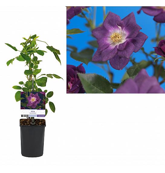 Rosa Veilchenblau C2,5 Lit. 40-60 cm Vzpenjava