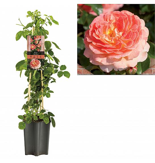 Rosa Tropical Queen C1,5 Lit. 30-40 cm