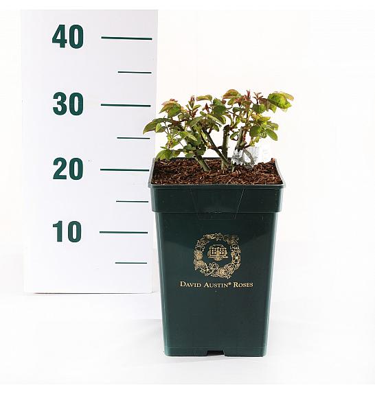 Rosa Thomas à Becket® C5 Lit. 15-20 cm