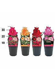 Rosa Tantau Premium Mix C3 Lit. 10-15 cm