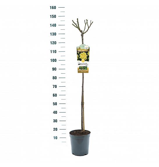 Rosa Sunsilk C6 Lit. Na steblu 110 cm
