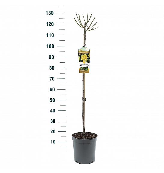 Rosa Sunsilk C6 Lit. Na steblu 90 cm