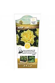Rosa Sunsilk C6 Lit. Na steblu 90 cm