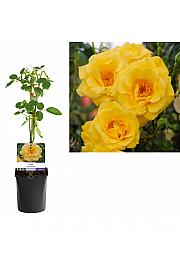 Rosa Spring Queen C1 Lit. 20-30 cm
