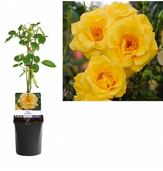 Rosa Spring Queen C1 Lit. 20-30 cm