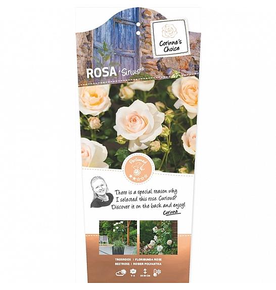 Rosa Sirius® C6 Lit. Na steblu 110 cm