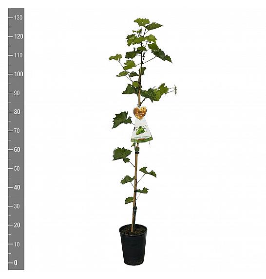 Vitis vinifera Talizman C4 Lit. 100-120 cm