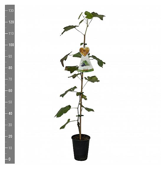 Vitis vinifera Sweety C4 Lit. 100-120 cm