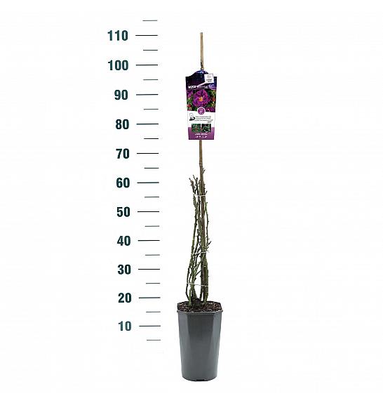 Rosa Rhapsody in Blue® C3 Lit. 50-60 cm Vzpenjava