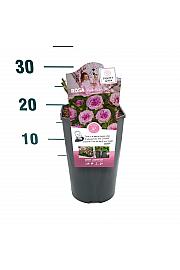 Rosa Pink Babyflor® C3 Lit. 10-15 cm