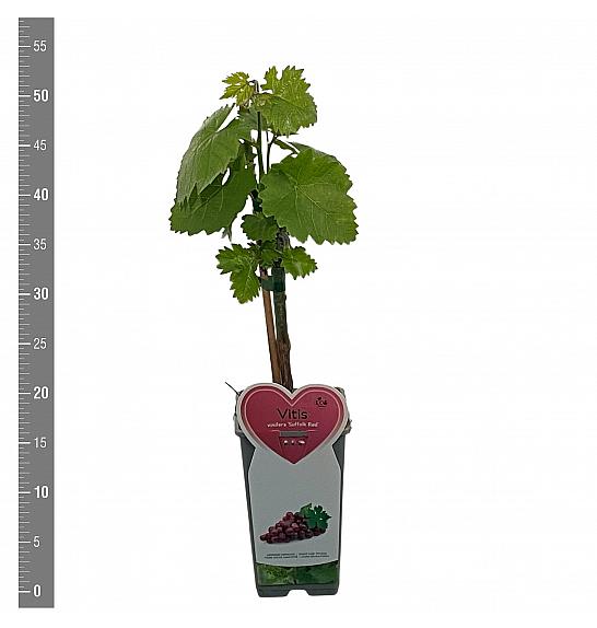 Vitis vinifera Suffolk Red C2 Lit. 40-50 cm