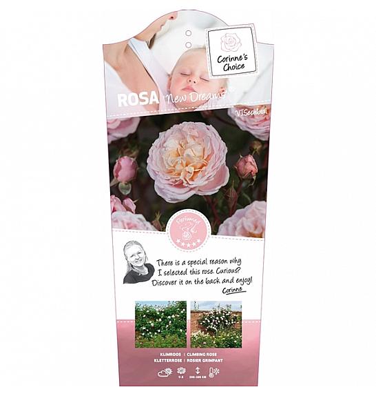 Rosa New Dreams® C5 Lit. 40-60 cm Vzpenjava