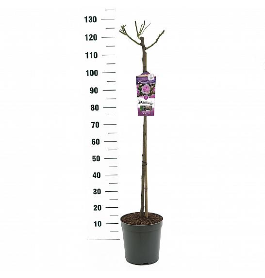 Rosa Nautica® C6 Lit. Na steblu 90 cm