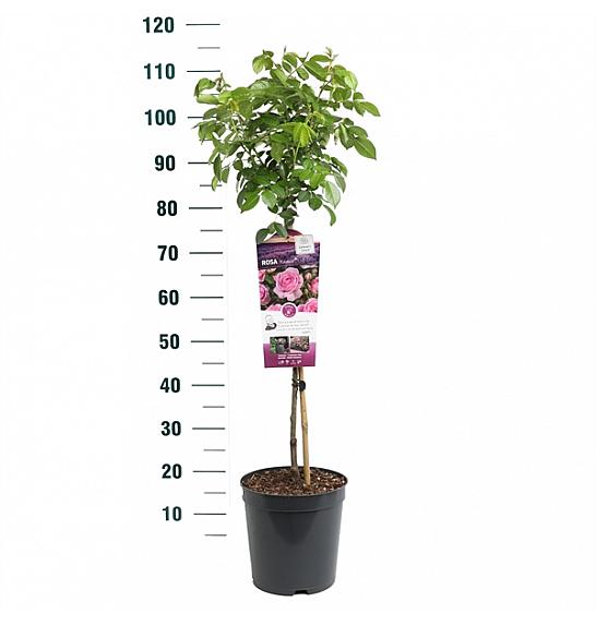 Rosa Nautica® C6 Lit. Na steblu 60 cm