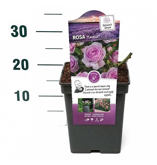 Rosa Nautica® C5 Lit. 15-20 cm