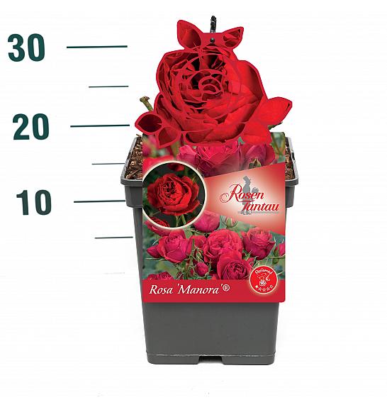 Rosa Manora® C5 Lit. 15-20 cm