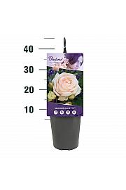 Rosa Madame Anisette® C3 Lit. 10-15 cm