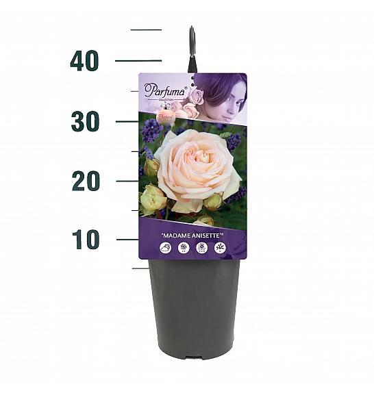 Rosa Madame Anisette® C3 Lit. 10-15 cm