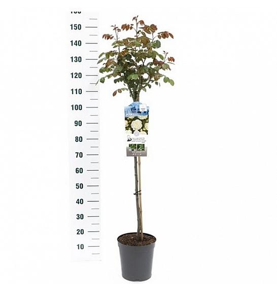 Rosa Kristal C6 Lit. Na steblu 90 cm