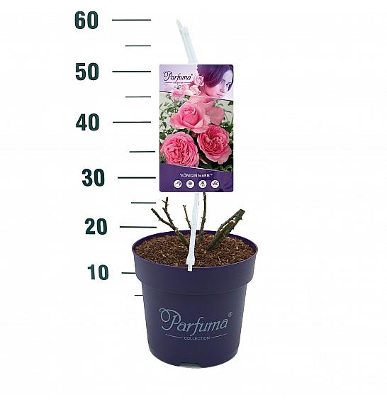 Rosa Königin Marie® C6 Lit. 30-40 cm