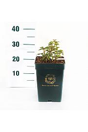 Rosa James L. Austin® C5 Lit. 15-20 cm