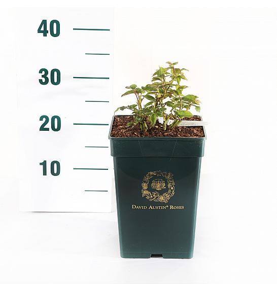 Rosa James L. Austin® C5 Lit. 15-20 cm