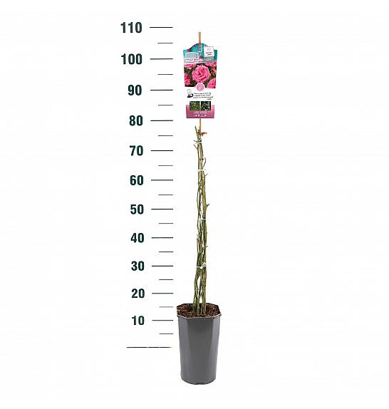 Rosa hybrid Zephirine Drouhin C3 Lit. 50-60 cm