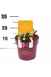 Rosa hybrid Yellow Submarine C3 Lit. 10-15 cm