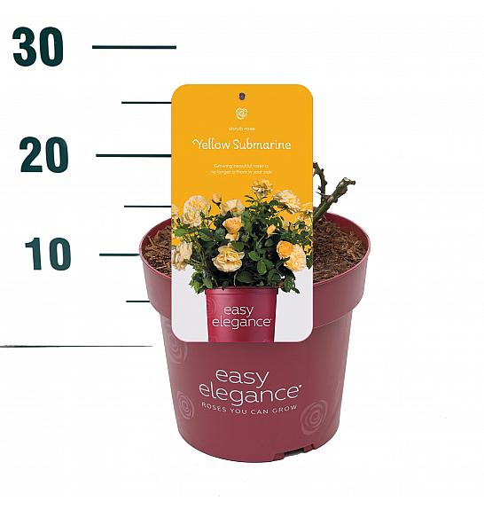 Rosa hybrid Yellow Submarine C3 Lit. 10-15 cm
