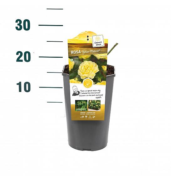 Rosa hybrid Yellow Meilove C3 Lit. 10-15 cm