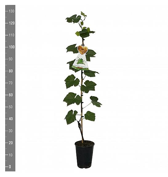 Vitis vinifera Lakemont C4 Lit. 100-120 cm
